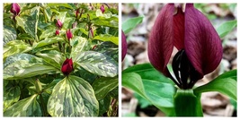 US SELLER 5 Purple Prairie Trillium bulbs - £27.83 GBP