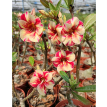 2Pcs Adenium Seeds Desert Rose Orange Flowers With Rose Red Stripes And Spots Fl - $6.32