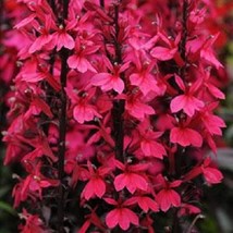 Lobelia Seeds 50 Pelleted Seeds Lobelia Starship Deep Rose Gardening USA SHIPPIN - $20.05