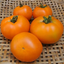 50 Seeds Orange Wellington Tomato Vegetable Garden - £7.54 GBP