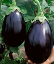 Eggplant Black Beauty 50 Vegetable Seed Heirloom  - £6.20 GBP