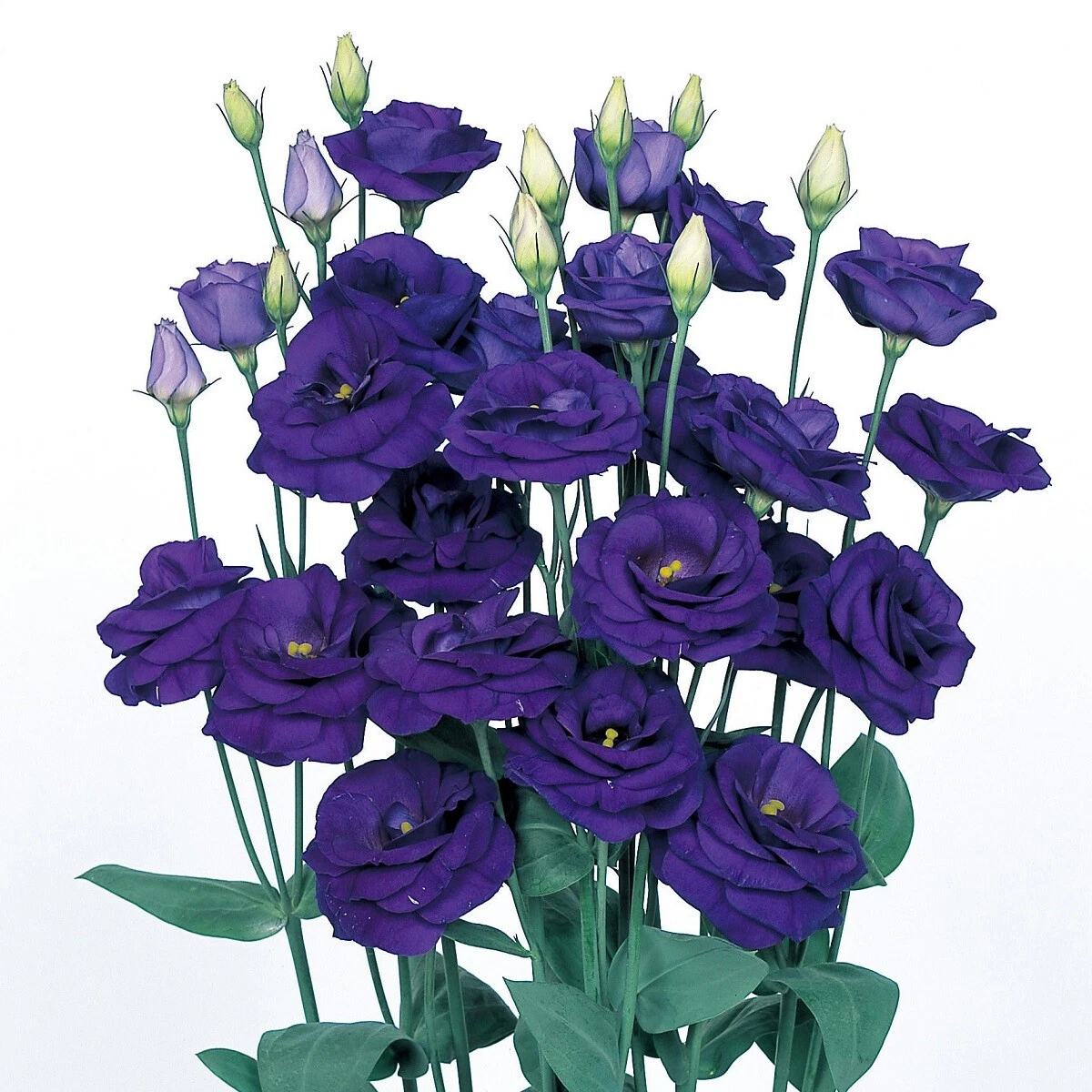 Lisianthus Seeds Rosita Sapphire 25 Pelleted Seeds Cut Flower Seeds - $21.61