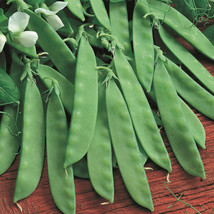 Snow Pea Seeds Nongmo Vegetable Oregon Sugar Pod 2 Asian Chinese Snap Peas  - £4.67 GBP