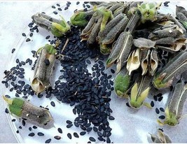 African black sesame seeds, 500 seeds/8 USD, shipping cost is 10 USD, ph... - $30.00