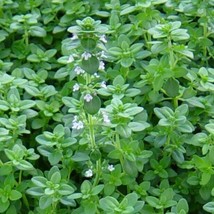 German Winter Common Thyme Seeds 1000+ Herb Groundcover Perennial From US - £6.59 GBP