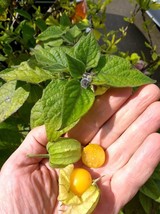 Aunt Molly&#39;s Golden Orb Ground Cherry seeds (20) - £3.90 GBP