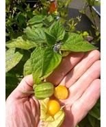 Aunt Molly&#39;s Golden Orb Ground Cherry seeds (20) - $4.94