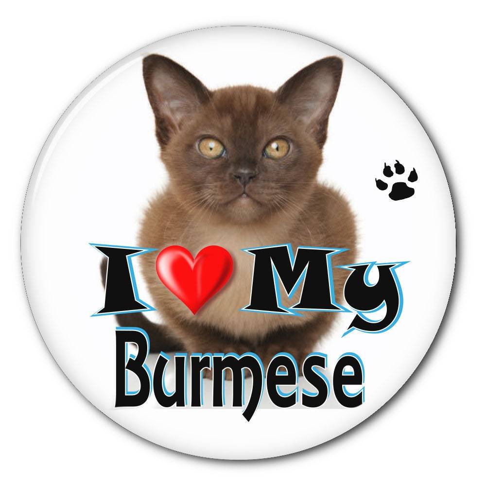 I Love My BURMESE Cat / Kitten 3&quot; CAMPAIGN Pin Back Button For your favo... - $7.99