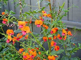 THJAR Chorizema diversifolium | Climbing Flame Pea | 20 Seeds - $52.87 MXN
