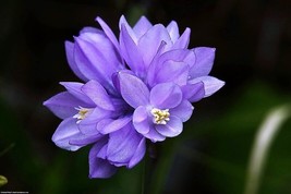 30 Wild Blue Hyacinth Dichelostemma Blue Dicks Purplehead Brodiaea Flower Seeds - $2.85