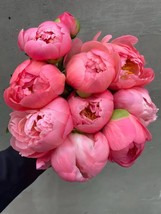 Jiehun Series Peony 20 Seeds Big Pink Buds, Spherical Blooms with Delicate Scent - $11.99