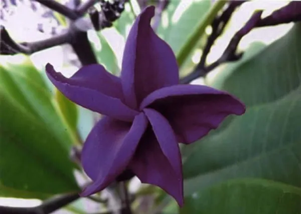 New Fresh 5 Dark Purple Plumeria Seeds Plants Flower Lei Hawaiian Flowe - £10.91 GBP
