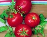 240 Ace 55 Tomato Seeds  - $4.60