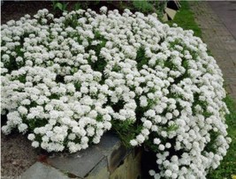  100 Candytuft Iberis Sempervirens &#39;Snowflake&#39; Hardy Ground Cover Seeds - £6.38 GBP