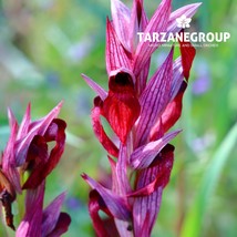 SERAPIAS LEVANTINA EUROPEAN TERRESTRIAL ORCHID TUBER - $27.00