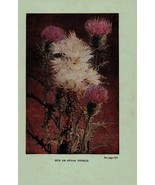 Vintage 1922 Flower Print Thistle Chicory 2 Side Flowers You Should Know - $27.34 CAD