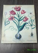 Tulipa Perfica Aperta Antique Botanical Tulip Study - $39.00