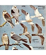 Kites Birds Of Prey Varieties And Types 1966 Color Bird Art Print Nature... - $28.11 CAD