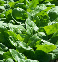 Bulk Bloomsdale Spinach Seeds Giant Garden Green Wholesale Vegetable Seed  - £4.69 GBP