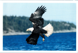 The Bald Eagle Our National Symbol Bird Postcard - £5.49 GBP