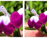 50 Seeds Salvia microphylla &#39;Hot Lips&#39; Purple Garden - £27.44 GBP