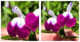 50 Seeds Salvia microphylla &#39;Hot Lips&#39; Purple Garden - £27.60 GBP