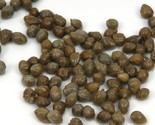 Caper Bush Capparis Spinosa  25 Seeds - $8.99