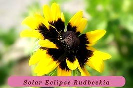 5888 solar eclipse rudbeckia pop thumb200