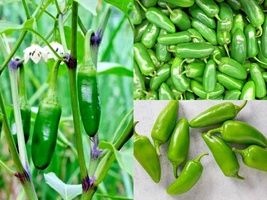 101+JALAPENO Hot Pepper Vegetable Summer Seeds Garden Patio Container - £10.36 GBP