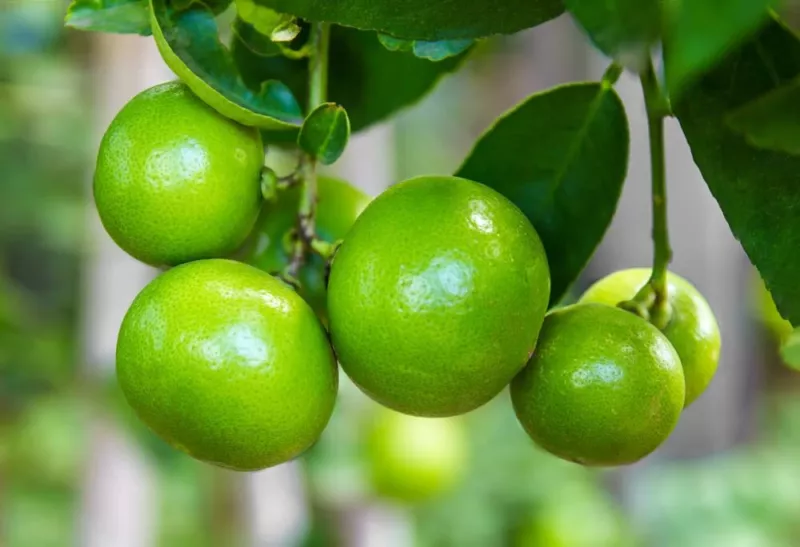 Lia&#39;s Lime Tree Seeds Fast Growing Key Lime Tree Seeds 20+ Fresh Seeds - $14.55