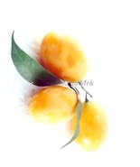 Maprang Bouea macrophylla Anacardiaceae 5 Seeds ThailandMrk - $6.86 CAD