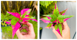 Live Plant Alternanthera ‘Party Time’ Starter Plant - $24.99