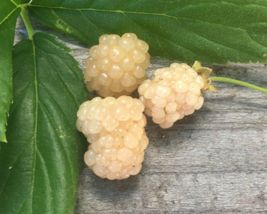 6-12” tall White Blackberry Rubus &#39;Snowbank&#39; sent in container with soil - £50.98 GBP