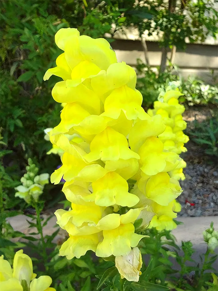Tall Dark Yellow Snapdragon (500-5000 seeds) vibrant yellow blooms - £9.40 GBP+