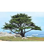 Monterey Cypress Tree Seeds - £7.07 GBP