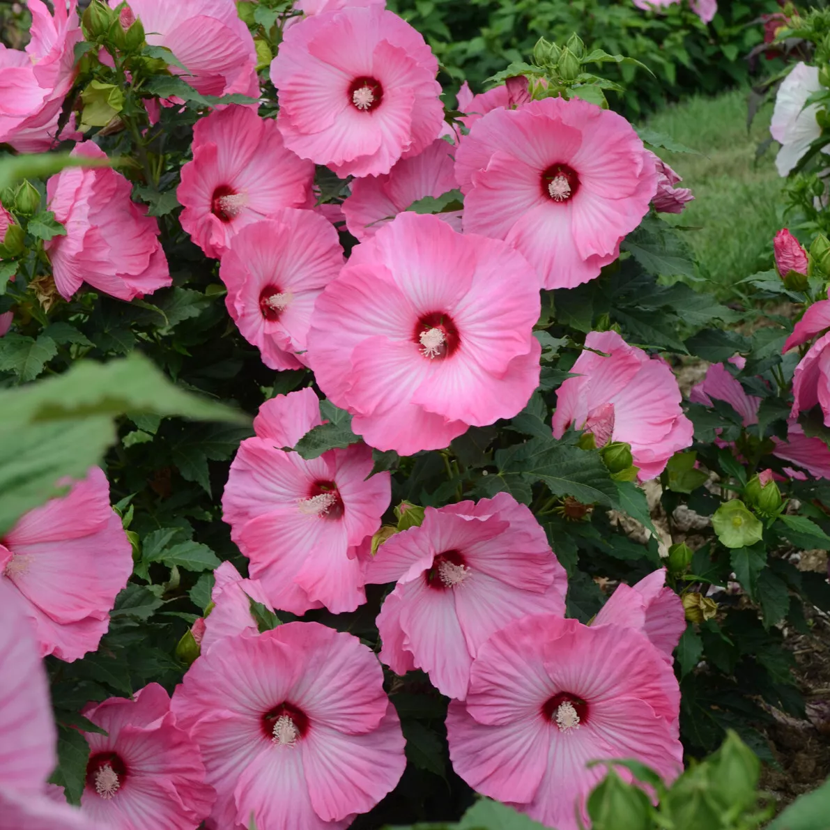 1.bush hibiscus AIRBRUSH EFFECT 2.5&quot; pot  Live Potted Plantfor Home Garden - £28.32 GBP