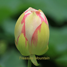 1 1 seeds White Nelumbo Nucifera Lotus Flower w/ Red Edge Hybrid Pond Plant Seed - £5.25 GBP