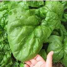 500 Seeds Giant Noble Spinach Non - Gmo Long Standing Spinach Variety - £10.61 GBP
