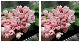 20 seeds Geranium Light Peach Pink Ball Flower Seeds INTERNATIONAL SHIP - £15.95 GBP