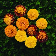 35 Seeds Marigold French Double Janie Spry Annual Flower  - £13.88 GBP