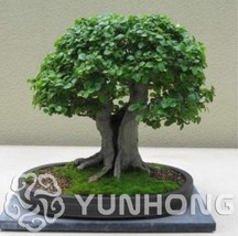 PWO Fresh 30Pcs Chinese Elm Bonsai Tree Plant Seeds - $6.90