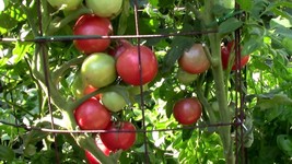 Eva Purple Ball Tomato Seeds New Fresh - $8.99