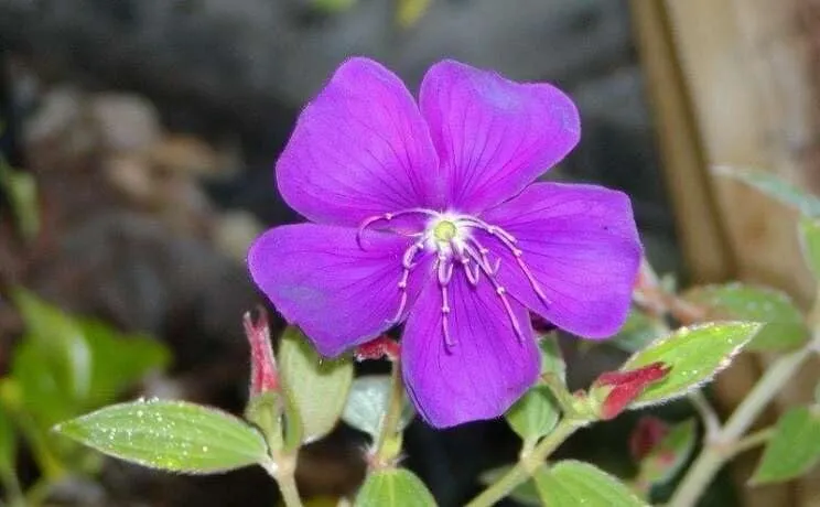 Tibouchina Urvilleana Athens Blue Live Plants Stunning Purple-Blue - £32.07 GBP