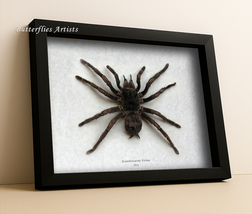 Acanthoscurria Ferina XL  Birdeater Tarantula Real Spider Museum Quality... - $179.86 CAD