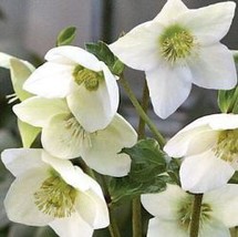 100 Seeds, Helleborus (Christmas Rose) Novelty Plant, Helleborus Niger  SH11720C - £15.66 GBP