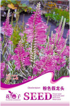 Pink False Dragonhead Flower Perennial 30 - $8.98