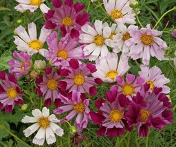 US Seller Cosmos Seeds - Sea Shells Mix, 100 Seeds, Heirloom, Open Pollinated - £7.18 GBP