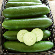 25 Seeds Socrates Cucumbers Planting Pickling Garden - $7.77