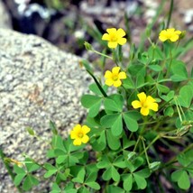 SEPTH 50+ Seeds Yellow Wood Sorrel (Oxalis stricta) Organic Lemon Clover 04/24 H - $4.86