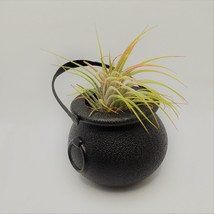 Airplant in Black Cauldron, Halloween 2" plastic planter, Witch pot air plant image 4